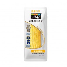 北纬47°黄糯玉米